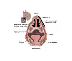 Flair Nasal Strips - Horse Nasal Cavity Illustration