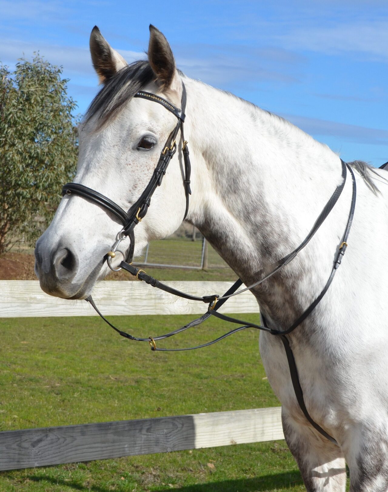 Southern Stars Saddlery